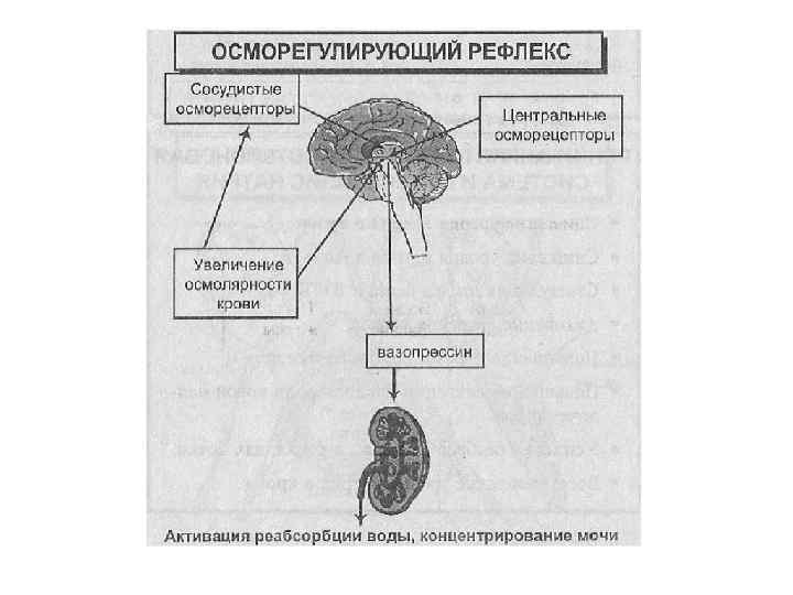 Схема органов выделения птиц