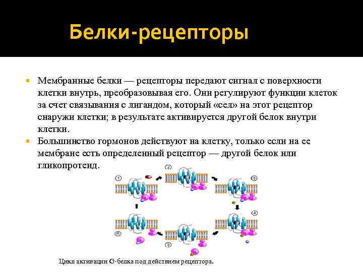 Белки рецепторы