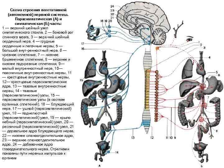 Схема строения вегетативной (автономной) нервной системы. Парасимпатическая (А) и симпатическая (Б) часть: 1 —