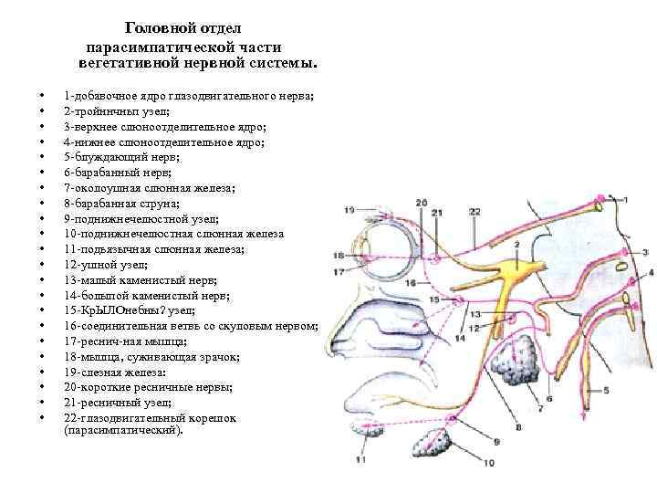 Головной отдел парасимпатической части вегетативной нервной системы. • • • • • • 1