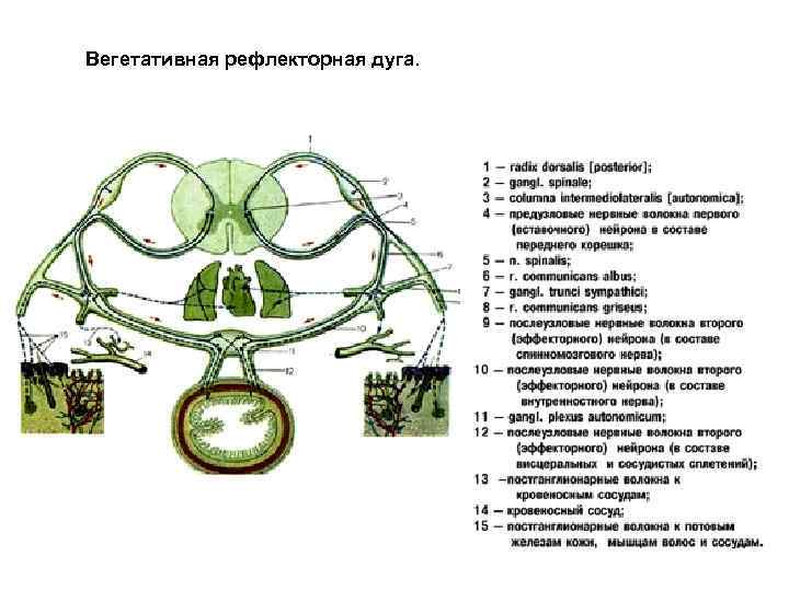 Вегетативная рефлекторная дуга. 