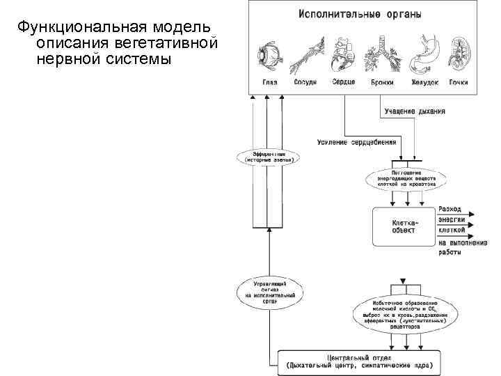 Функциональная модель описания вегетативной нервной системы 