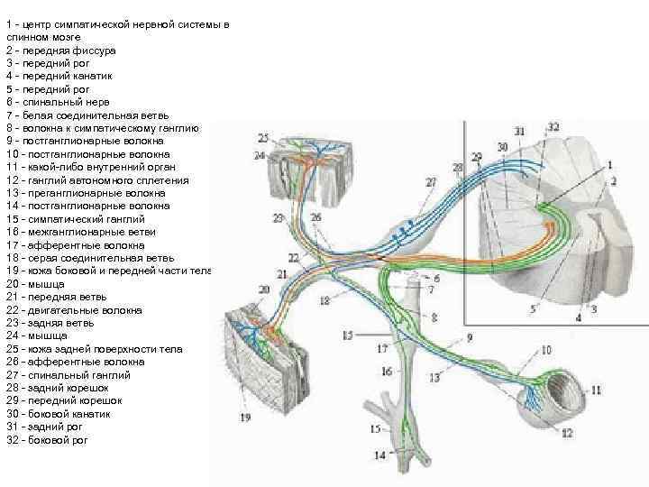 1 центр симпатической нервной системы в спинном мозге 2 передняя фиссура 3 передний рог