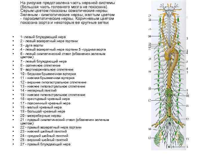 Нервные узлы сплетения. Пояснично-крестцовое сплетение нервные узлы. Солнечное сплетение нервные сплетения. Нервные сплетения человека схема расположения. Нервная система поясничное сплетение.