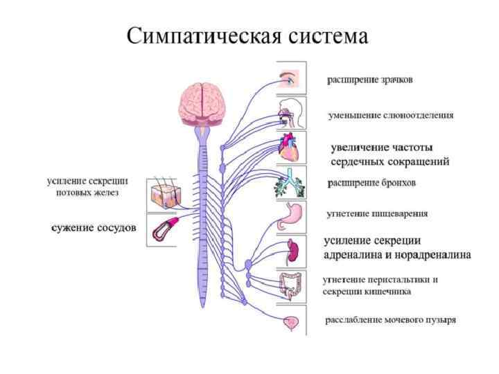 Схема строения вегетативной автономной нервной системы Парасимпатическая А