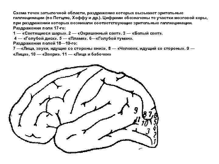 Схема точек затылочной области, раздражение которых вызывает зрительные галлюцинации (по Петцлю, Хоффу и др.