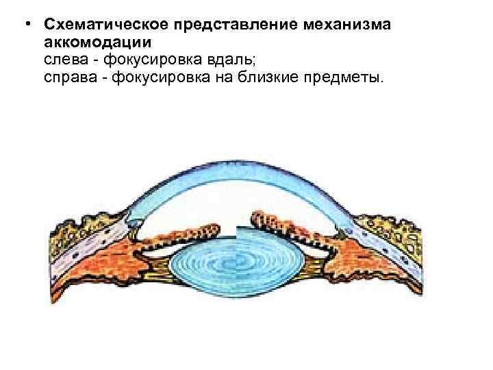 Механизм представлений. Схематическое представление механизма аккомодации. Механизм аккомодации глаза анатомия. Аккомодация глаза и ее механизм. Механизм аккомодации глаза схема.