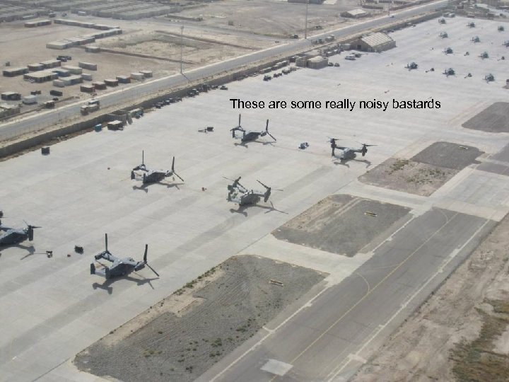 These are some really noisy bastards 