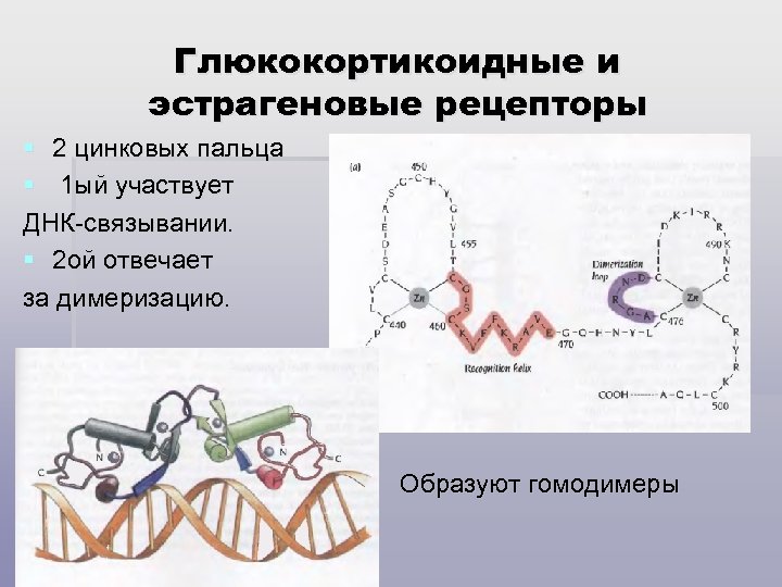 Глюкокортикоидные и эстрагеновые рецепторы § 2 цинковых пальца § 1 ый участвует ДНК-связывании. §