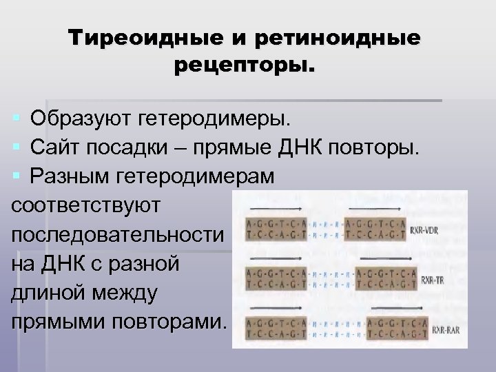 Тиреоидные и ретиноидные рецепторы. § Образуют гетеродимеры. § Сайт посадки – прямые ДНК повторы.