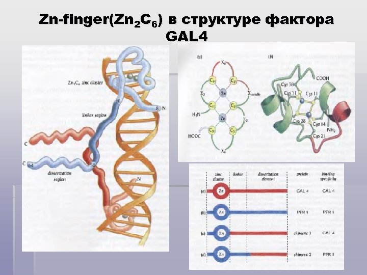 Zn-finger(Zn 2 C 6) в структуре фактора GAL 4 