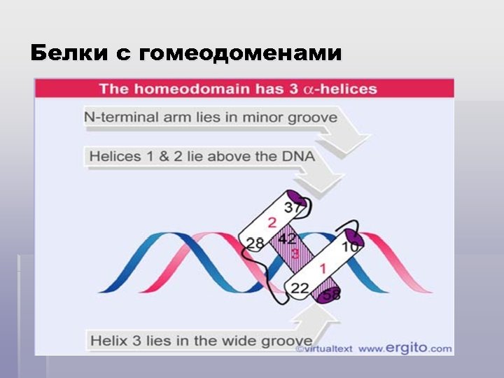 Белки с гомеодоменами 