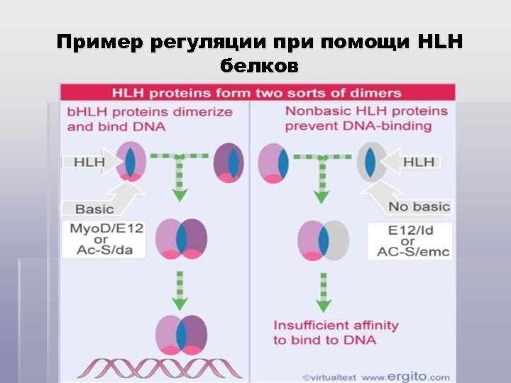 Пример регуляции при помощи HLH белков 