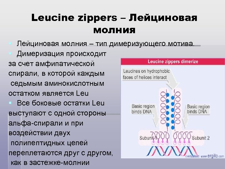 Leucine zippers – Лейциновая молния § Лейциновая молния – тип димеризующего мотива. § Димеризация