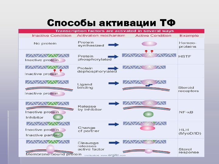 Способы активации ТФ 