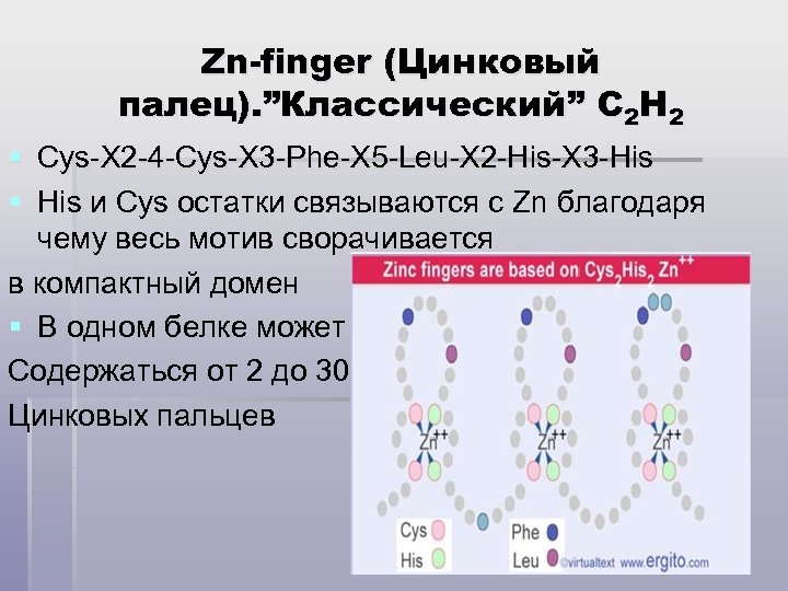 Zn-finger (Цинковый палец). ”Классический” C 2 H 2 § Cys-X 2 -4 -Cys-X 3