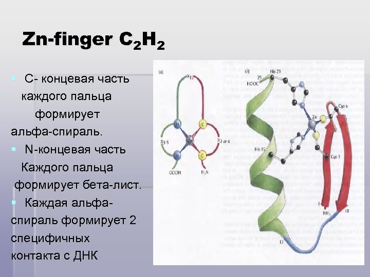 Zn-finger C 2 H 2 § С- концевая часть каждого пальца формирует альфа-спираль. §