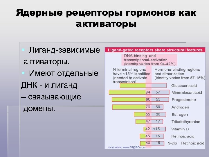 Ядерные рецепторы гормонов как активаторы § Лиганд-зависимые активаторы. § Имеют отдельные ДНК - и