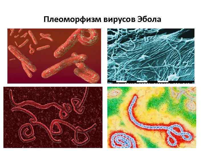 Плеоморфизм вирусов Эбола 