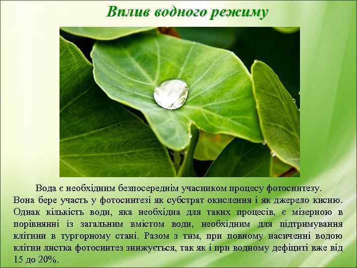 Вплив водного режиму Вода є необхідним безпосереднім учасником процесу фотосинтезу. Вона бере участь у