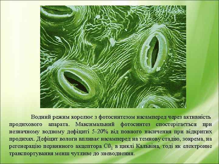 Водний режим корелює з фотосинтезом насамперед через активність продихового апарата. Максимальний фотосинтез спостерігається при