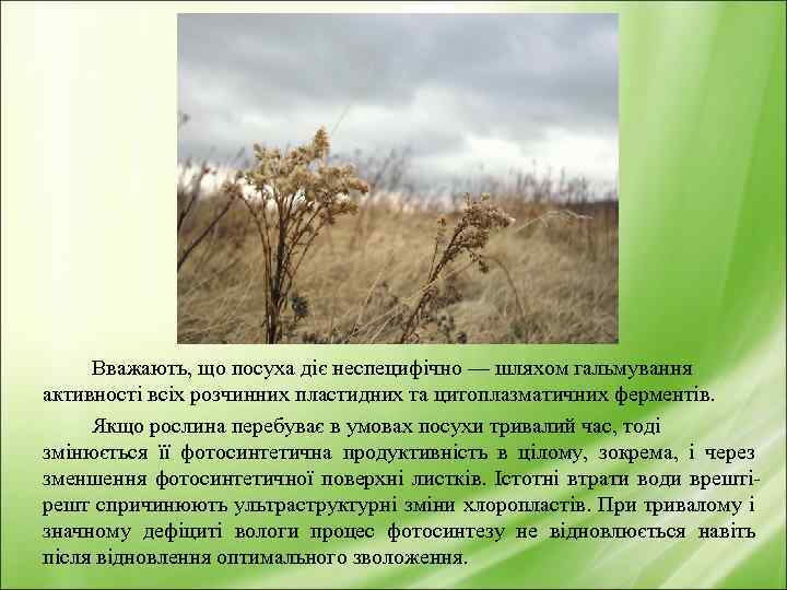 Вважають, що посуха діє неспецифічно — шляхом гальмування активності всіх розчинних пластидних та цитоплазматичних