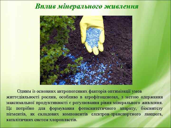 Вплив мінерального живлення Одним із основних антропогенних факторів оптимізації умов життєдіяльності рослин, особливо в