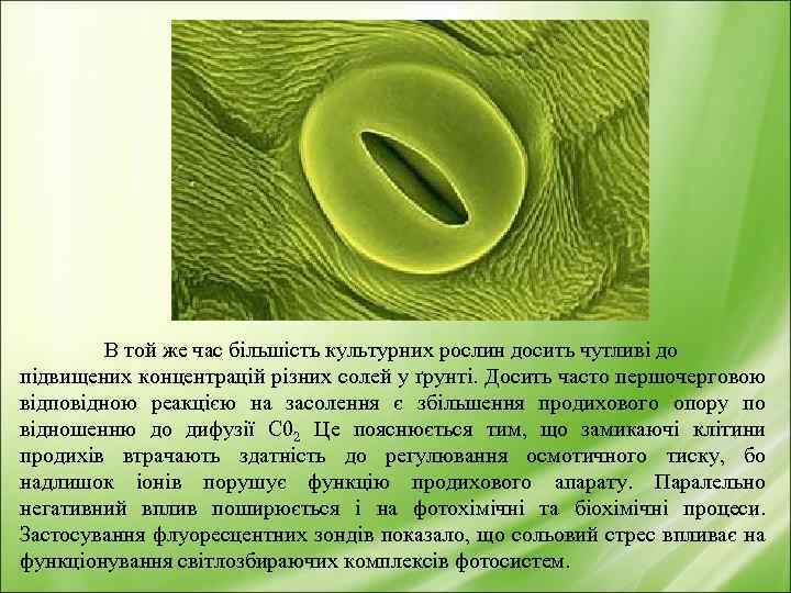 В той же час більшість культурних рослин досить чутливі до підвищених концентрацій різних солей