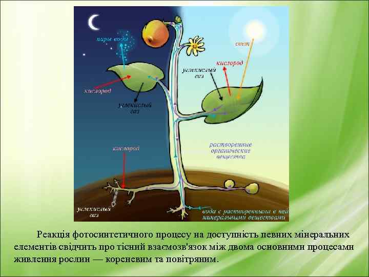 В процессе фотосинтеза схема которого представлена на рисунке происходит