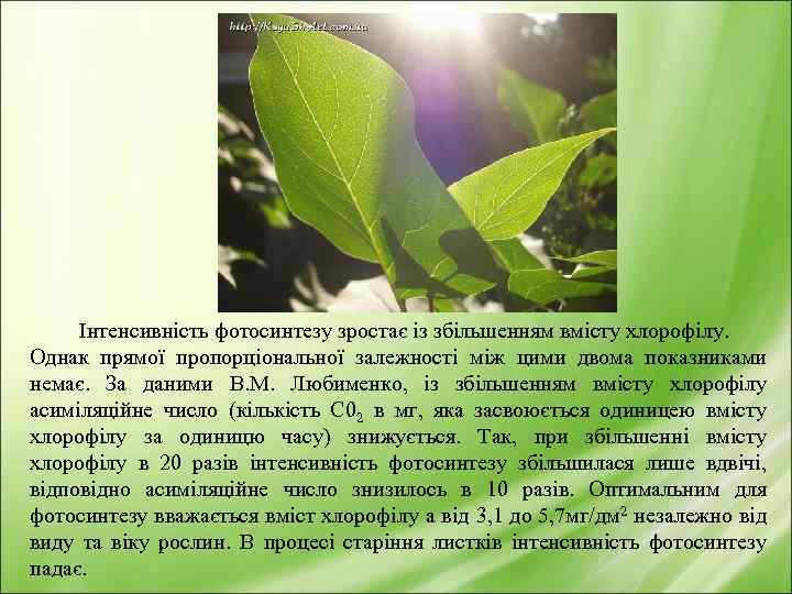 Інтенсивність фотосинтезу зростає із збільшенням вмісту хлорофілу. Однак прямої пропорціональної залежності між цими двома