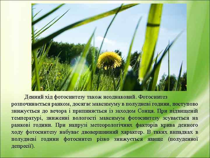 Денний хід фотосинтезу також неоднаковий. Фотосинтез розпочинається ранком, досягає максимуму в полудневі години, поступово
