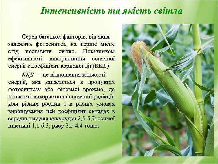 Інтенсивність та якість світла Серед багатьох факторів, від яких залежить фотосинтез, на перше місце