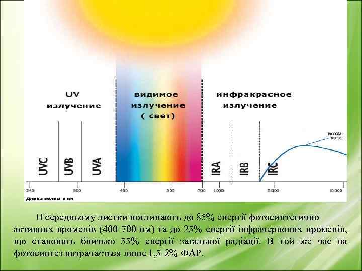 В середньому листки поглинають до 85% енергії фотосинтетично активних променів (400 -700 нм) та