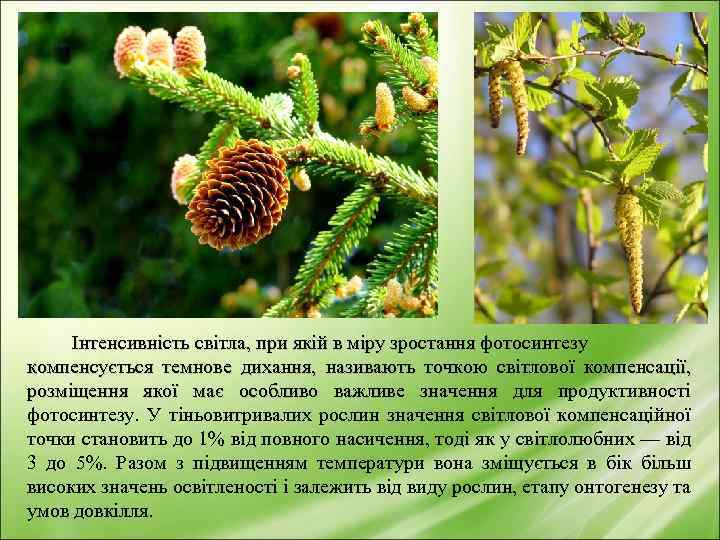 Інтенсивність світла, при якій в міру зростання фотосинтезу компенсується темнове дихання, називають точкою світлової