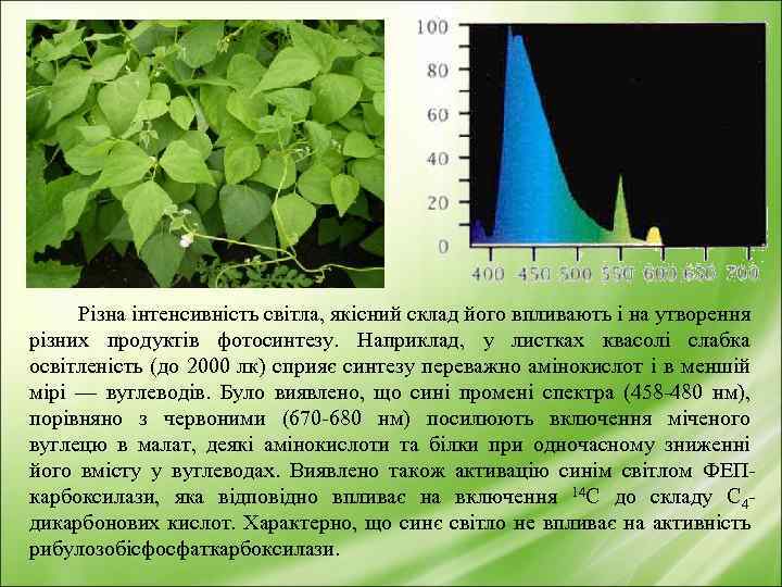 Різна інтенсивність світла, якісний склад його впливають і на утворення різних продуктів фотосинтезу. Наприклад,