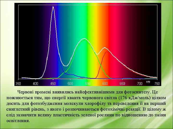 Червоні промені виявились найефективнішими для фотосинтезу. Це пояснюється тим, що енергії кванта червоного світла