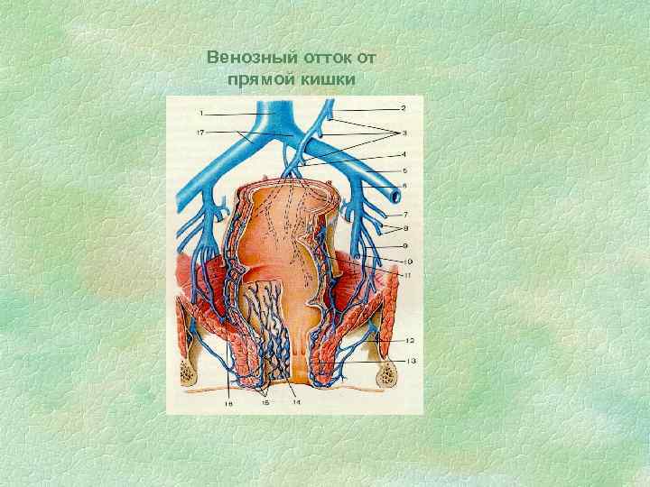 Венозный отток от прямой кишки 