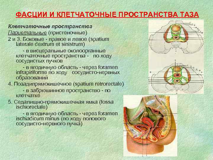 ФАСЦИИ И КЛЕТЧАТОЧНЫЕ ПРОСТРАНСТВА ТАЗА Клетчаточные пространства Париетальные (пристеночные) 2 и 3. Боковые -