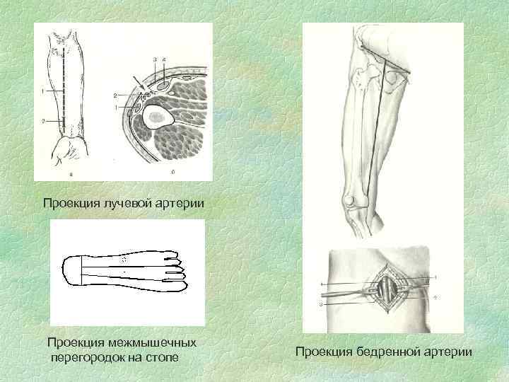 Проекция лучевой артерии Проекция межмышечных перегородок на стопе Проекция бедренной артерии 