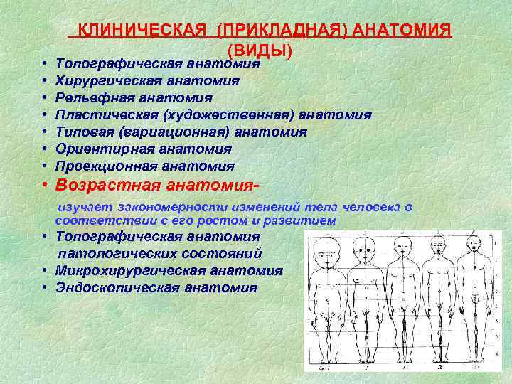 Оперативный топографический анатомия