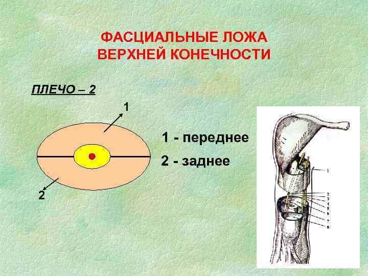 ФАСЦИАЛЬНЫЕ ЛОЖА ВЕРХНЕЙ КОНЕЧНОСТИ ПЛЕЧО – 2 1 1 - переднее 2 - заднее