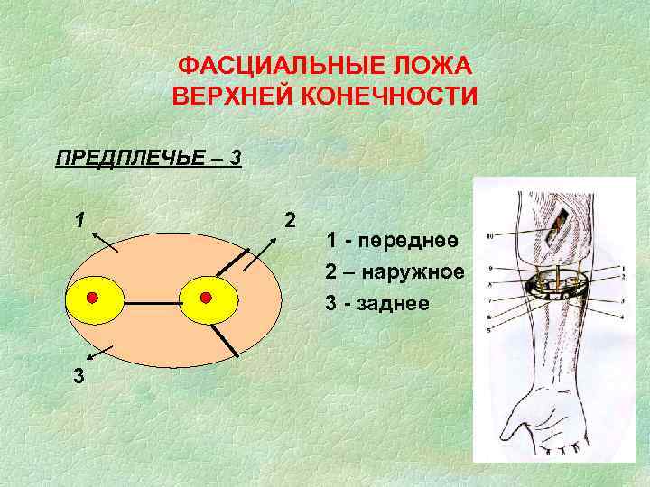 ФАСЦИАЛЬНЫЕ ЛОЖА ВЕРХНЕЙ КОНЕЧНОСТИ ПРЕДПЛЕЧЬЕ – 3 1 3 2 1 - переднее 2