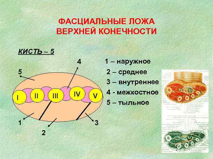 ФАСЦИАЛЬНЫЕ ЛОЖА ВЕРХНЕЙ КОНЕЧНОСТИ КИСТЬ – 5 4 5 I II III 1 IV