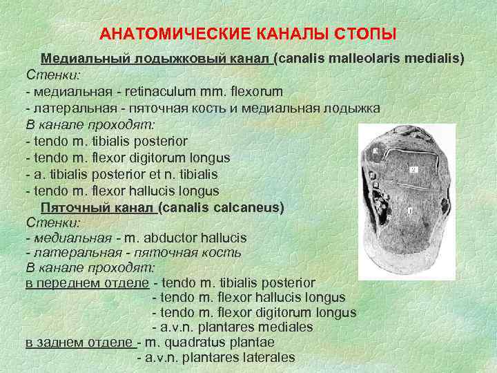 АНАТОМИЧЕСКИЕ КАНАЛЫ СТОПЫ Медиальный лодыжковый канал (canalis malleolaris medialis) Стенки: - медиальная - retinaculum