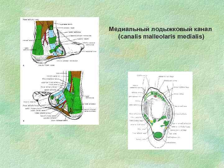 Медиальный лодыжковый канал (canalis malleolaris medialis) 