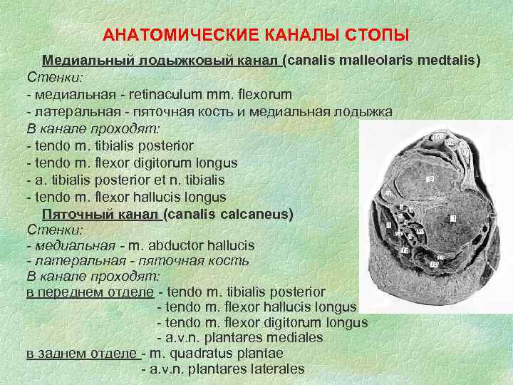 АНАТОМИЧЕСКИЕ КАНАЛЫ СТОПЫ Медиальный лодыжковый канал (canalis malleolaris medtalis) Стенки: - медиальная - retinaculum