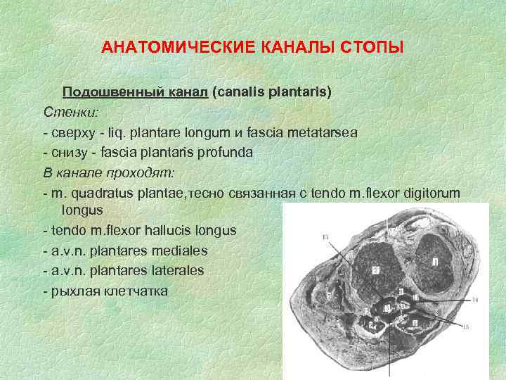 АНАТОМИЧЕСКИЕ КАНАЛЫ СТОПЫ Подошвенный канал (canalis plantaris) Стенки: - сверху - liq. plantare longum