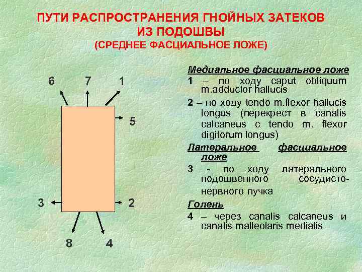 ПУТИ РАСПРОСТРАНЕНИЯ ГНОЙНЫХ ЗАТЕКОВ ИЗ ПОДОШВЫ (СРЕДНЕЕ ФАСЦИАЛЬНОЕ ЛОЖЕ) 6 7 1 5 3