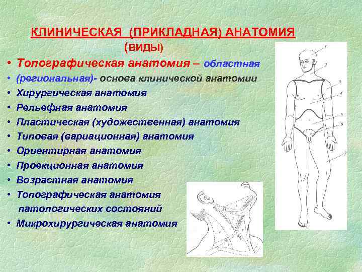 Содержание клинической анатомии