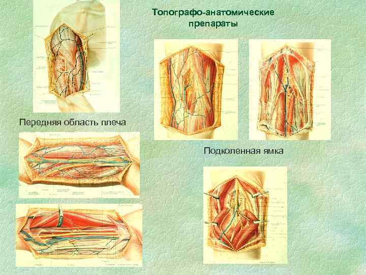 Топографо-анатомические препараты Передняя область плеча Подколенная ямка 